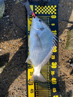 キビレの釣果