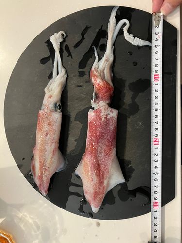 ケンサキイカの釣果