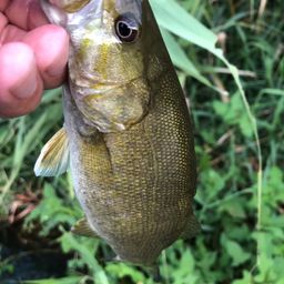 スモールマウスバス