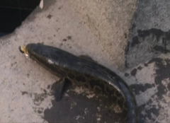 ライギョの釣果
