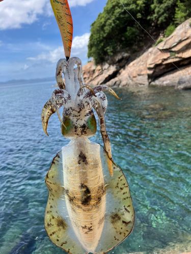 アオリイカの釣果