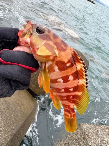 アカハタの釣果