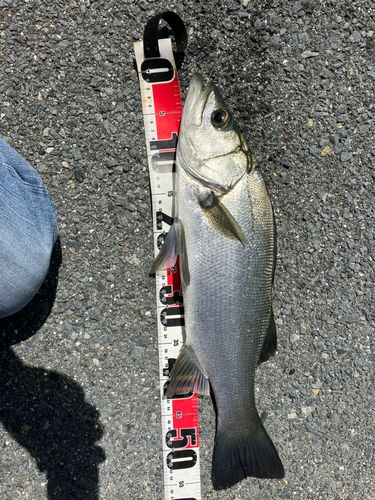 スズキの釣果