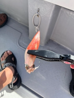 タイの釣果