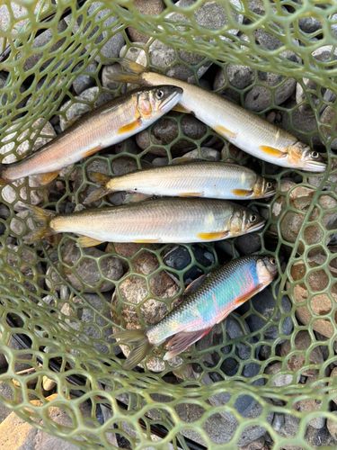 アユの釣果