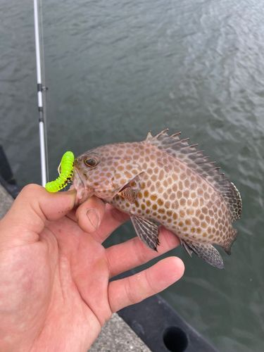 オオモンハタの釣果