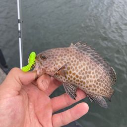 オオモンハタ