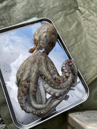 タコの釣果