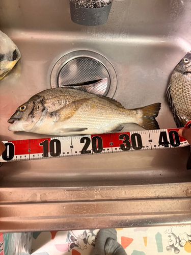 クロダイの釣果