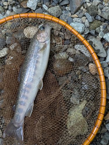 イワナの釣果