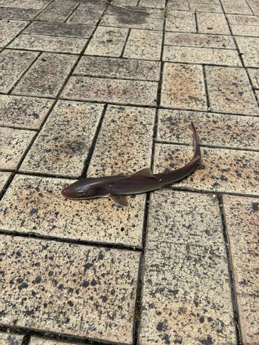サメの釣果