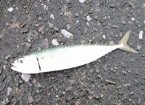 サバの釣果