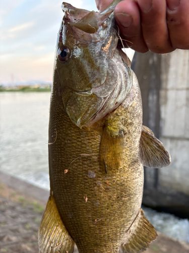 スモールマウスバスの釣果
