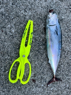 ソウダガツオの釣果