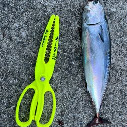 ソウダガツオ