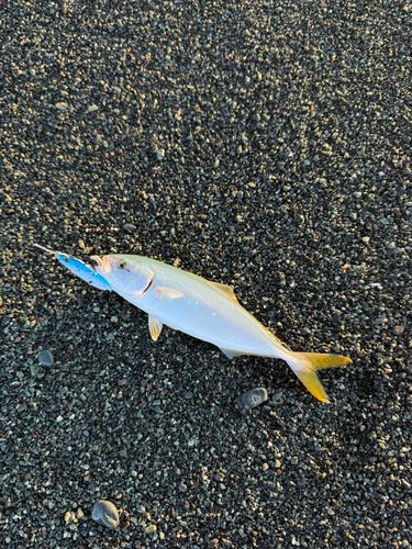 ワカシの釣果