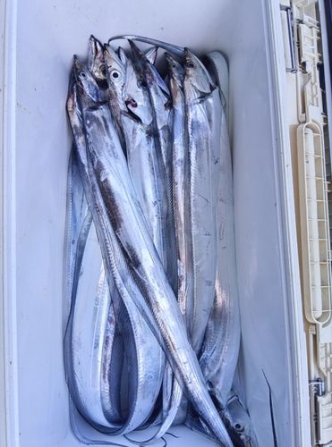 タチウオの釣果