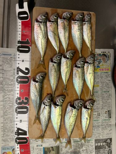 アジの釣果