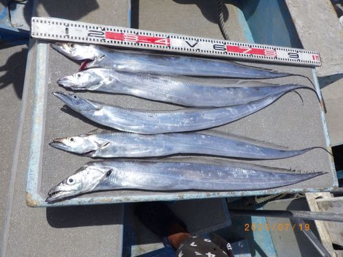 タチウオの釣果