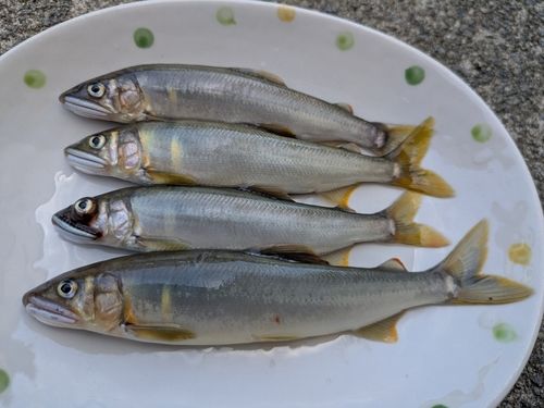 アユの釣果