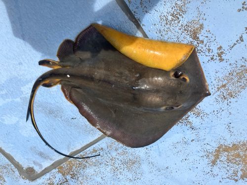 アカエイの釣果