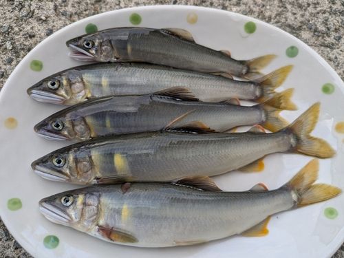 アユの釣果