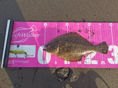 ヒラメの釣果