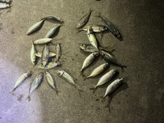 アジの釣果