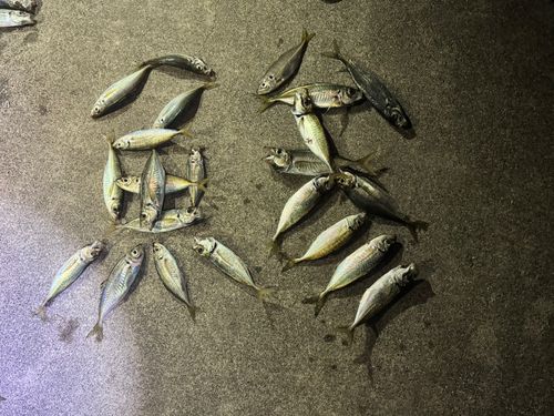 アジの釣果