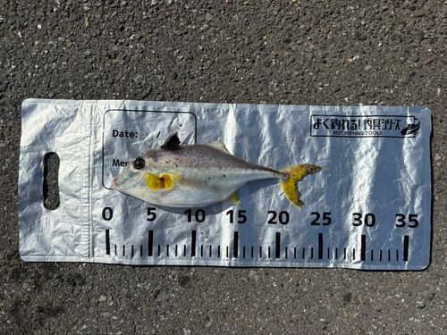 ギマの釣果