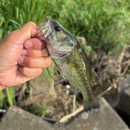 ラージマウスバス