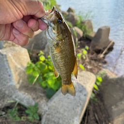 スモールマウスバス