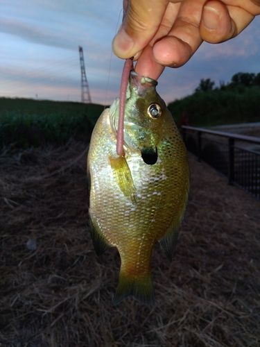 ブルーギルの釣果
