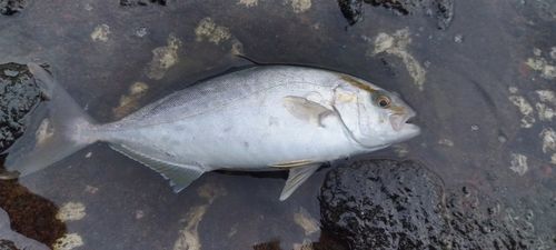 ネリゴの釣果