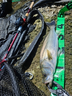 フッコ（マルスズキ）の釣果