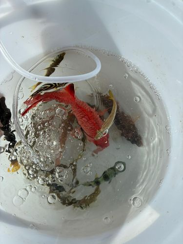 アカマツカサの釣果