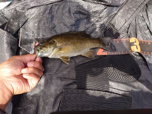 スモールマウスバスの釣果