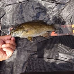 スモールマウスバス