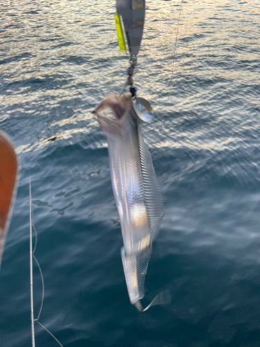 タチウオの釣果