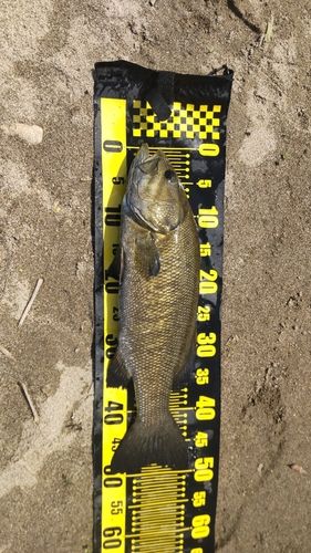 スモールマウスバスの釣果