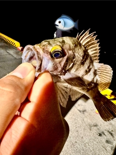 メバルの釣果