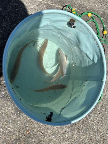 シロギスの釣果