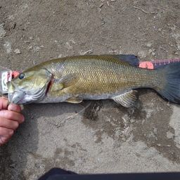 スモールマウスバス