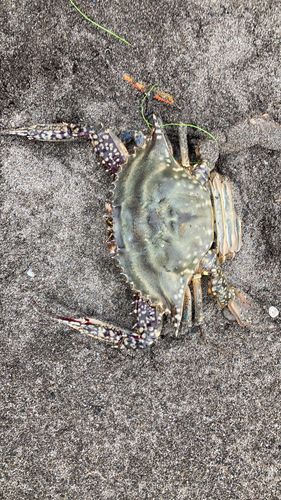 ワタリガニの釣果