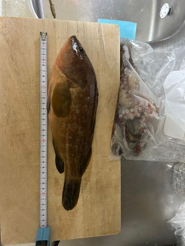アコウの釣果