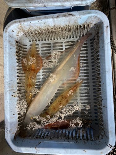 イカの釣果