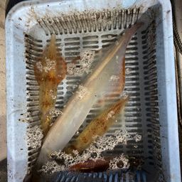 イカ
