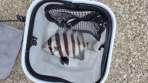 イシダイの釣果