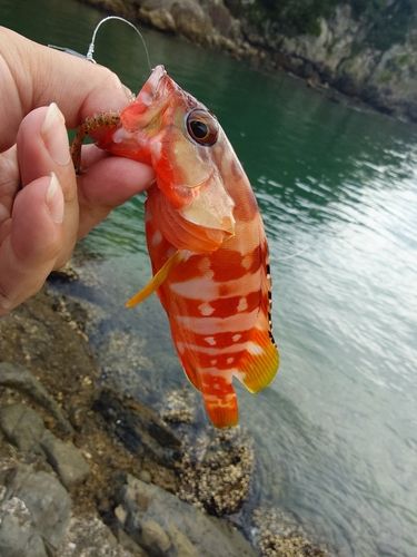 アカハタの釣果