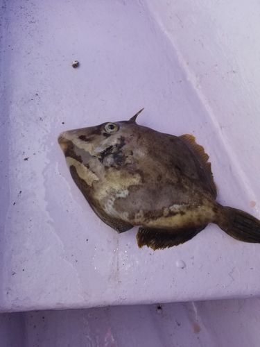 カワハギの釣果